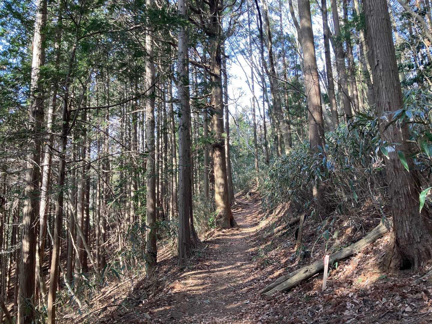 竪破山 周回コースの写真