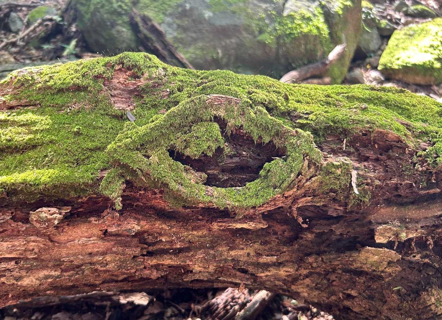 龍の眼や((´∀｀*))