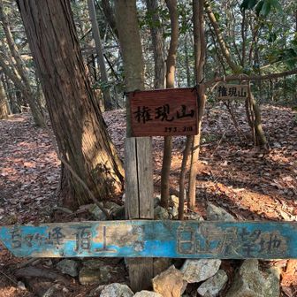 権現山△ かつおさん桜マラソン🌸🏃スタート時間です😤🐟