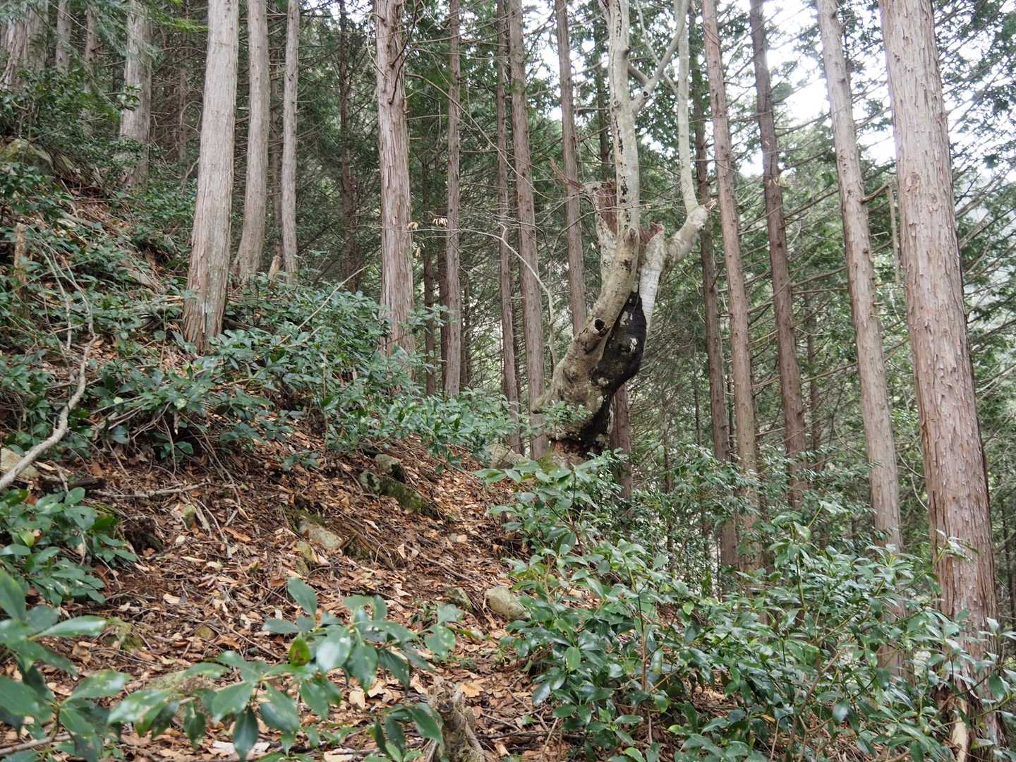 なんかみられてる気が…
樹の向こうから覗いてるゼットン…🤭