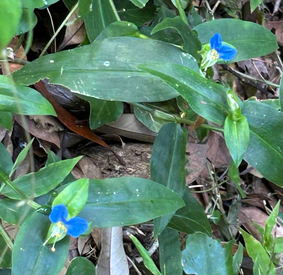 ツユクサも　そろそろ終わり🌿