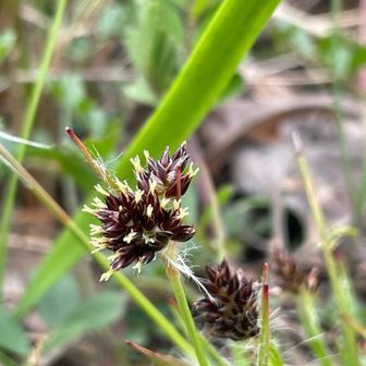 誰やろ⸌̷̻ ( ᷇๑ॢ˃̶͈̀ ꇴ ˂̶͈́๑ॢ) ⸌̷̻