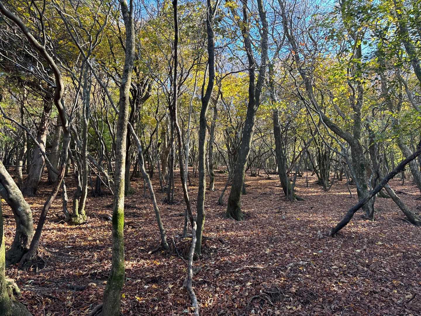 ずっーとこんな感じ🍁🍁