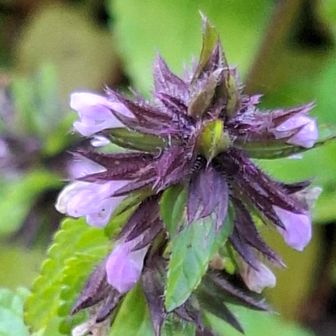 ヤブチョロギ(シソ科イヌゴマ属)