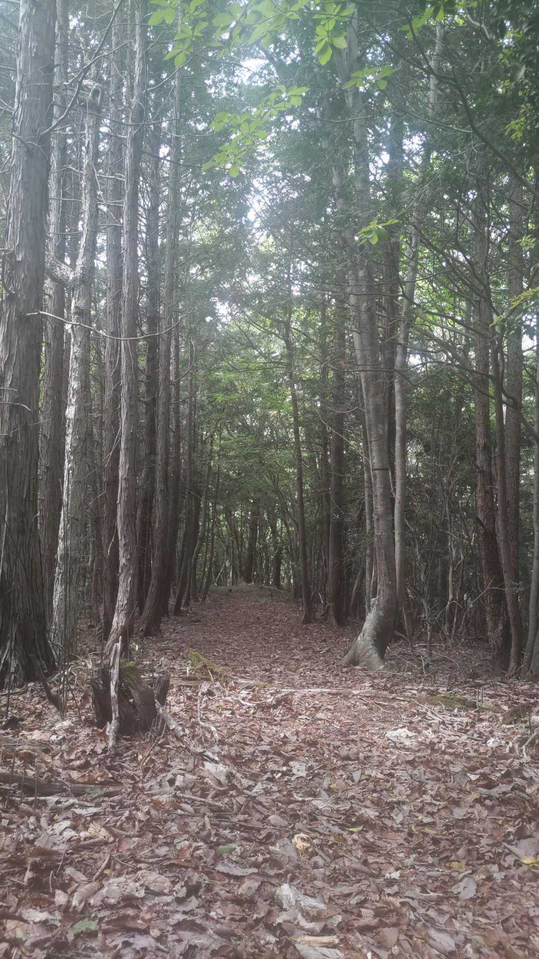 岩岳 周回コースの写真