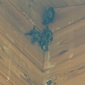 マナスル山荘前のトイレにコウモリ🦇