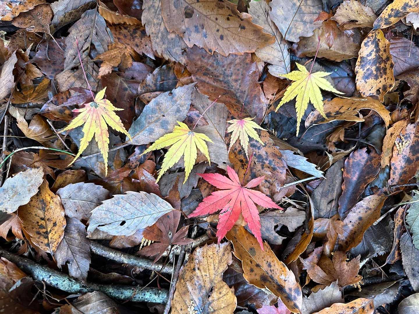 加入道山-大室山 往復コースの写真