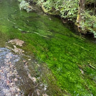 上高地から徳澤へ向かって遊歩道を🚶🏻
その道沿いの綺麗な川