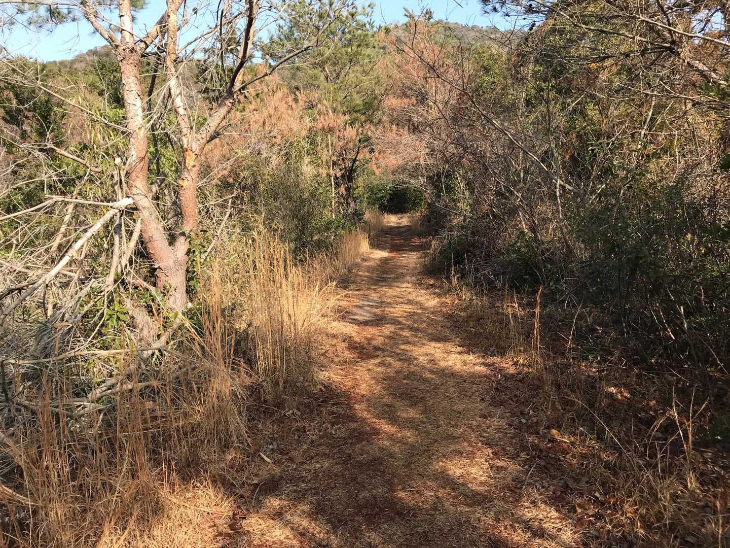 勘十郎岳 往復コースの写真