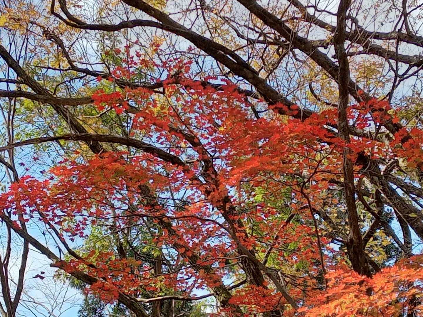 林道は楓の赤🍁