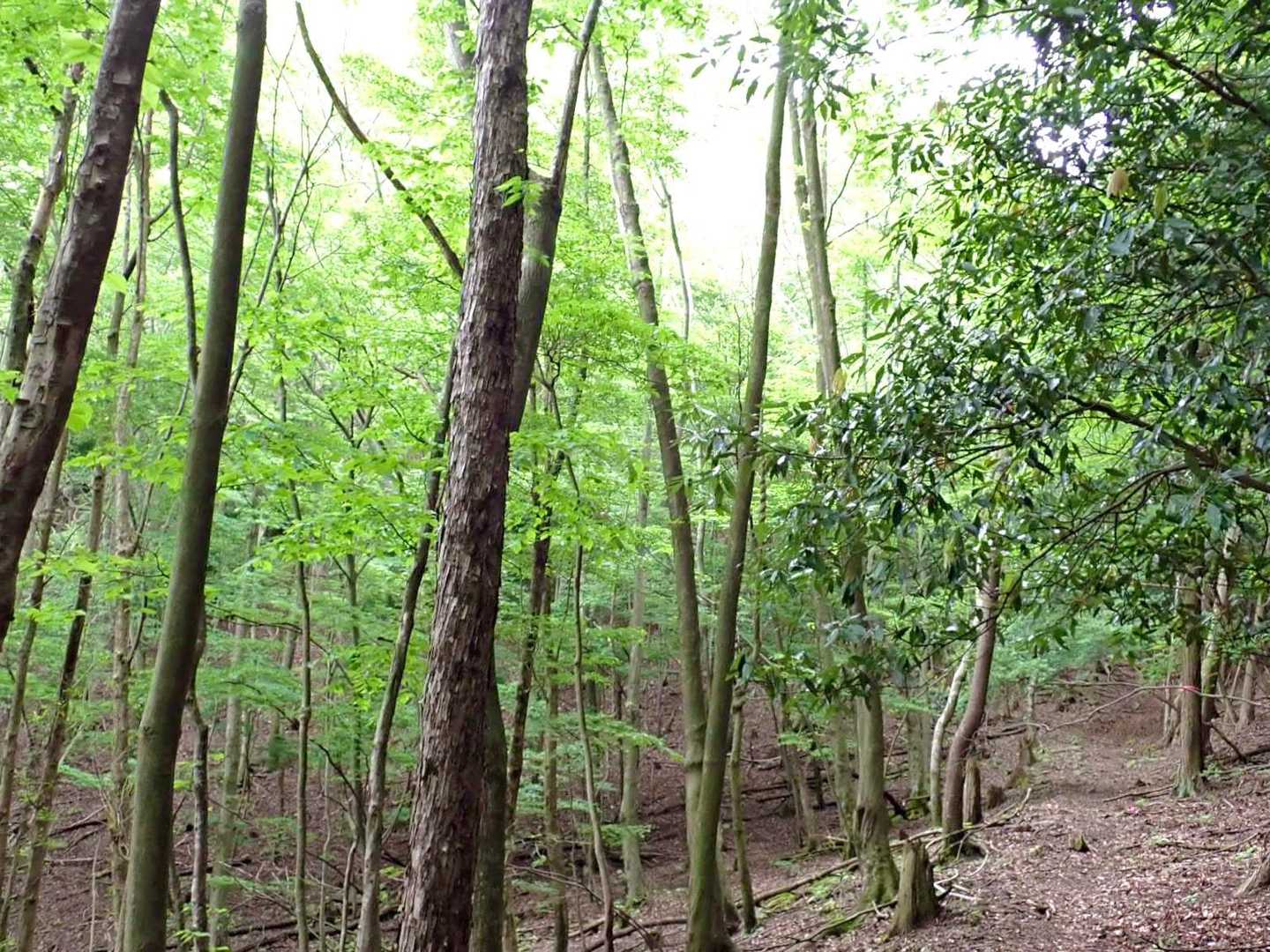3月と違って緑がきれい