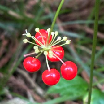 トチバニンジンの赤い実。綺麗ですね。