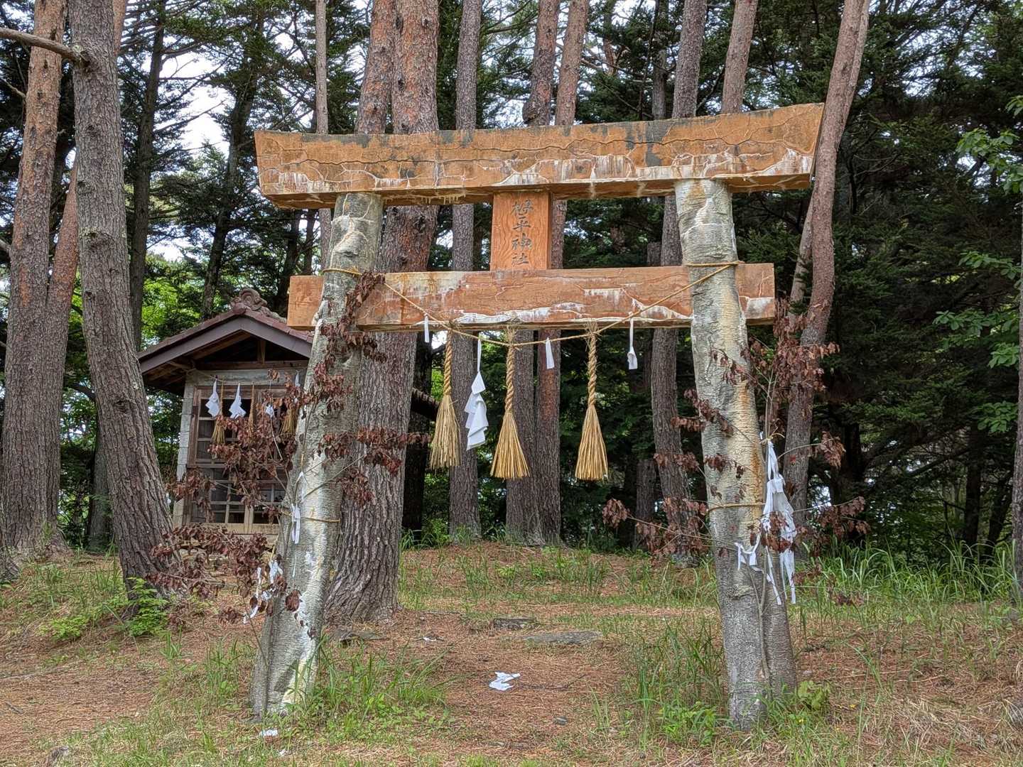 高鳥谷神社参道入口-高鳥谷神社-高烏谷のマツハダ-つが平- 周回コースの写真