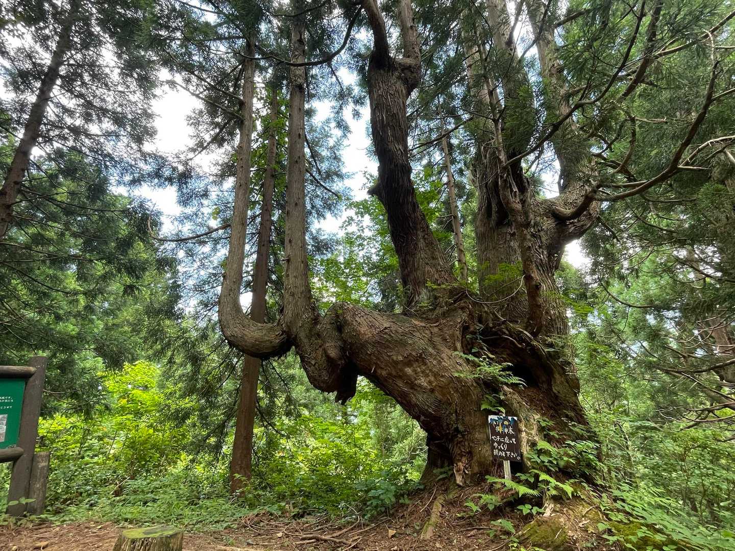 御神木🌲