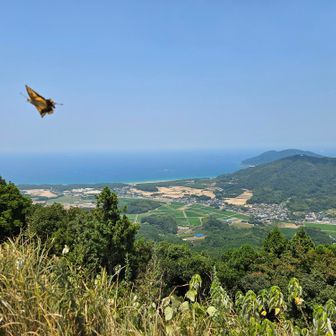 アサギマダラということでどうでしょう?🦋
やっぱり、アゲハ🦋でしょうね🤔