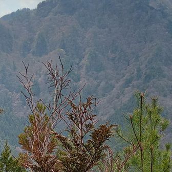 かっこいい！明神山
