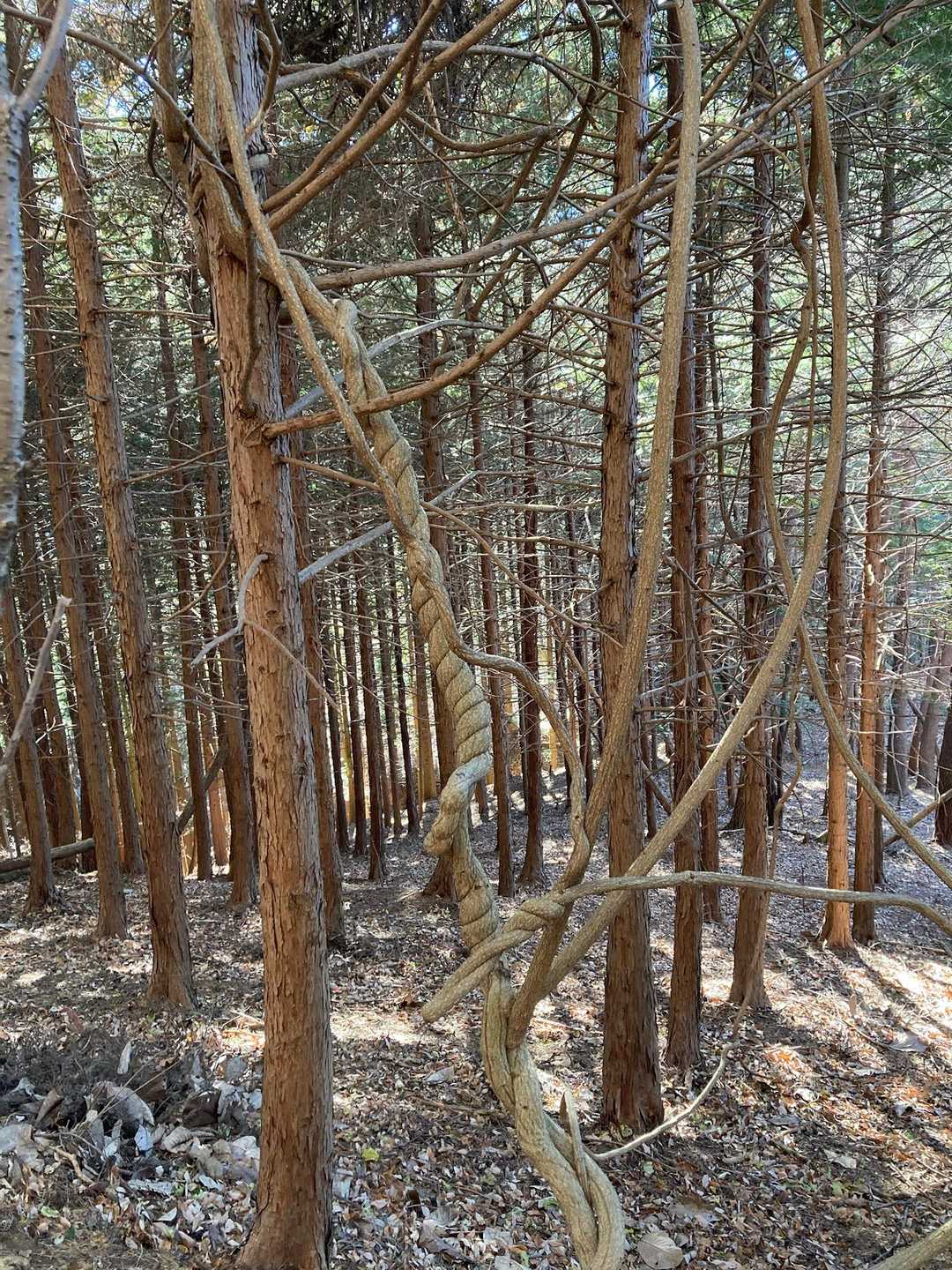 この木も巳年ってる。クネクネ、ねじねじ。

そーいえばねじねじさんは、わりとご近所に住まわれてました😄
2回ほど見かけたことがあったなぁ。1回はご夫婦仲睦まじく。