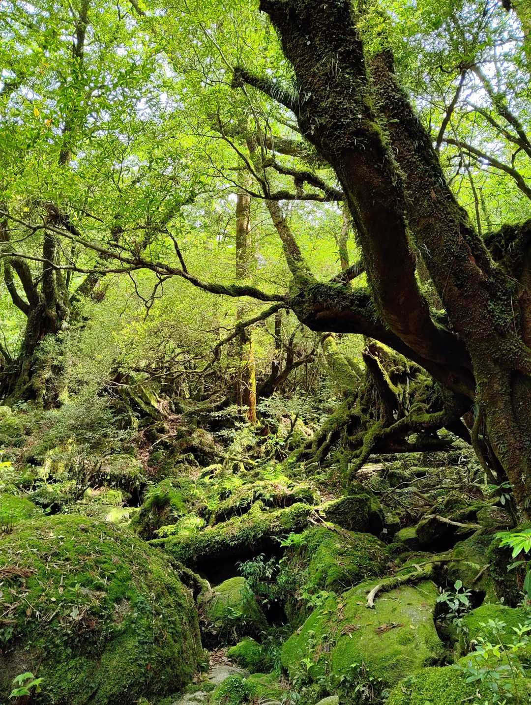 縄文杉-ウィルソン株-辻峠-白谷雲水峡登山口 縦走コースの写真