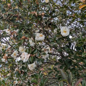 高取山はお花がいろいろ