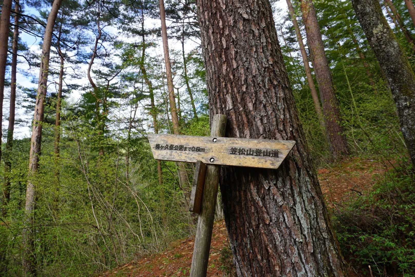 登山道も整備されて歩きやすい❤️