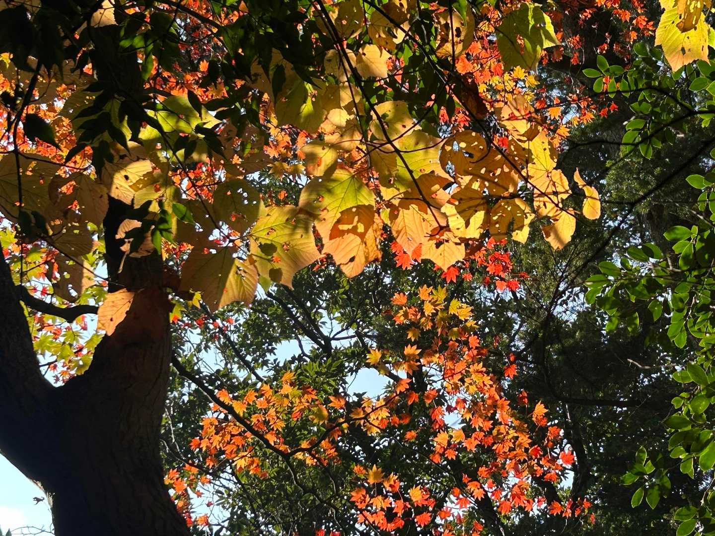 陽が透けるのが良い🍂🍃🍁