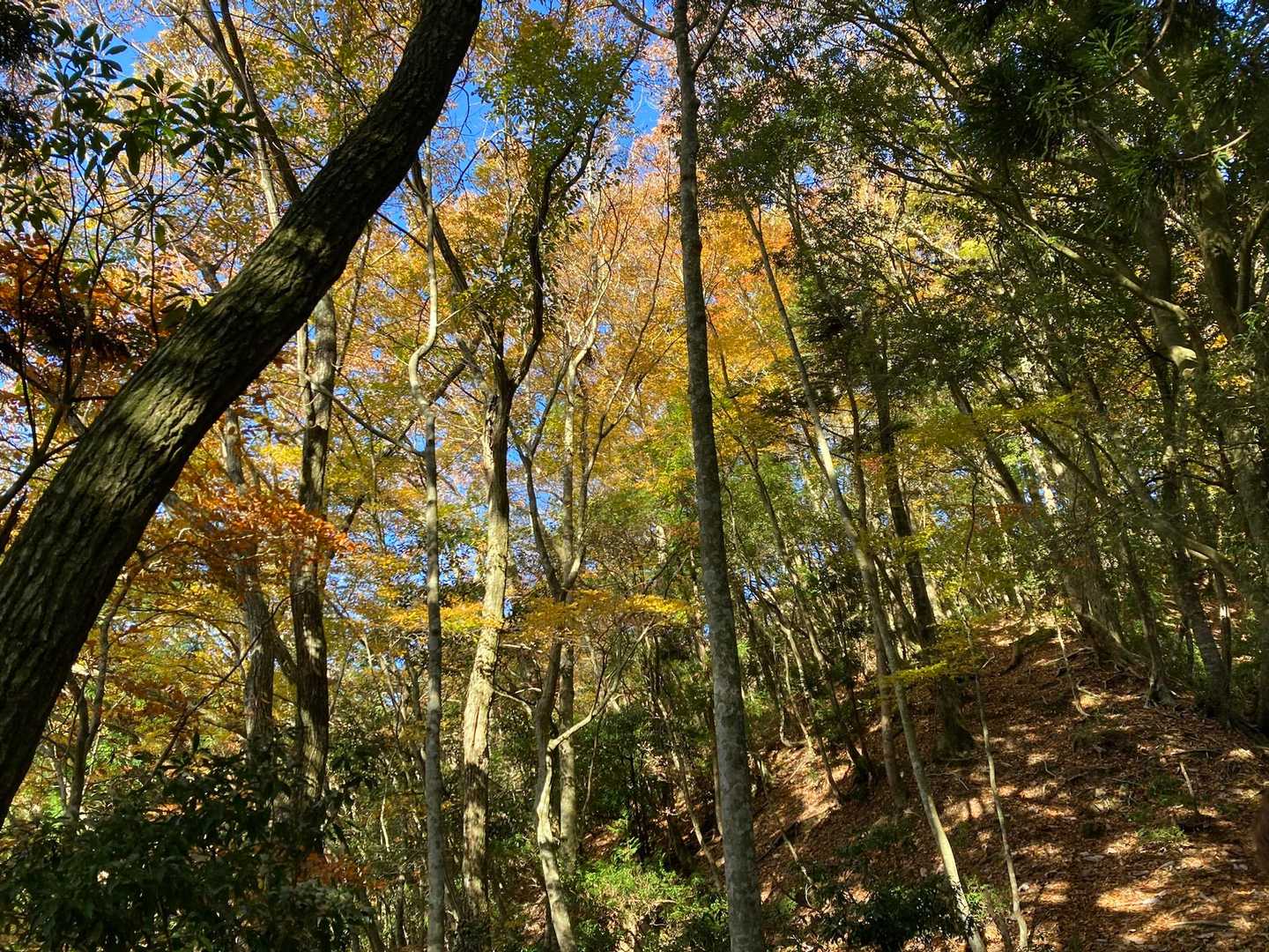 紅葉を見て息を整える💨