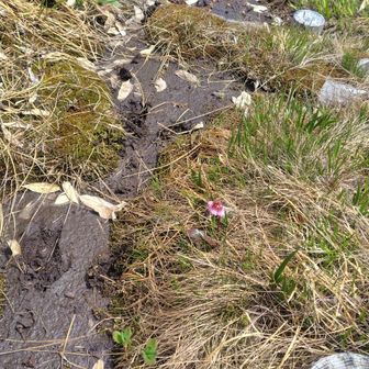 山頂付近を散策していると、木道脇にシカの足跡。複数頭いるらしい。お花は食べないでね。