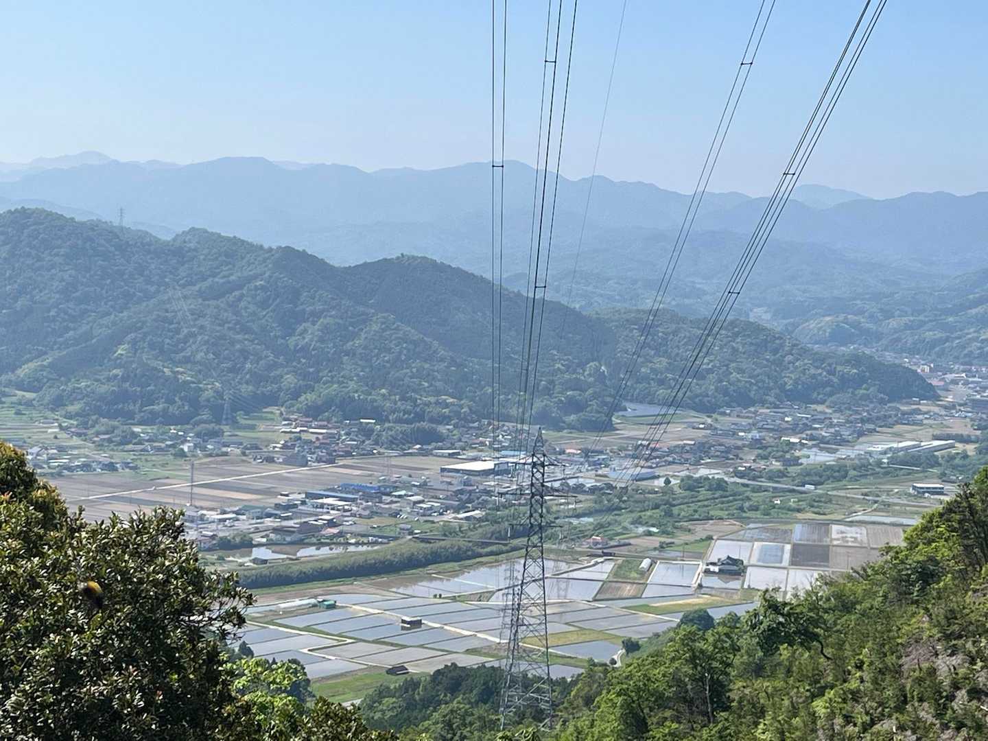 水田が、美しい