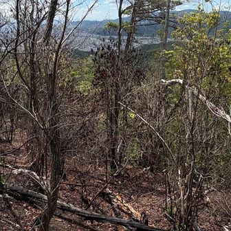 下山に先日の山火事の跡を通ります
樹々はこんな状態で結構広いです