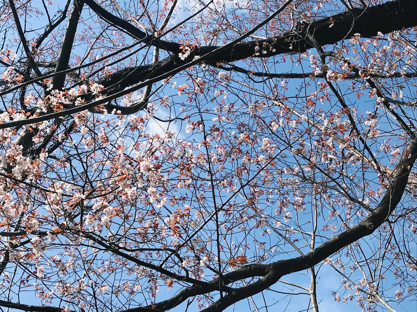 桜🌸✨✨✨✨