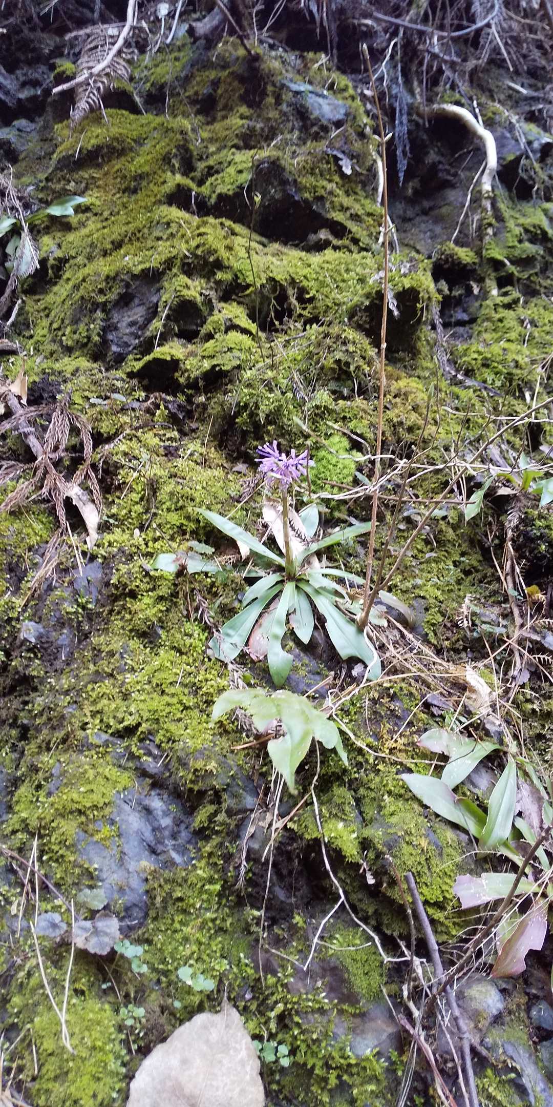 長い林道歩きですが、ショウジョバカマが咲き出してます。
春の花達が楽しみです。