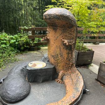 オオサンショウウオがいるらしい。可愛い。見てみたい。可愛い。赤目の滝にそろそろ行きたい。可愛い。