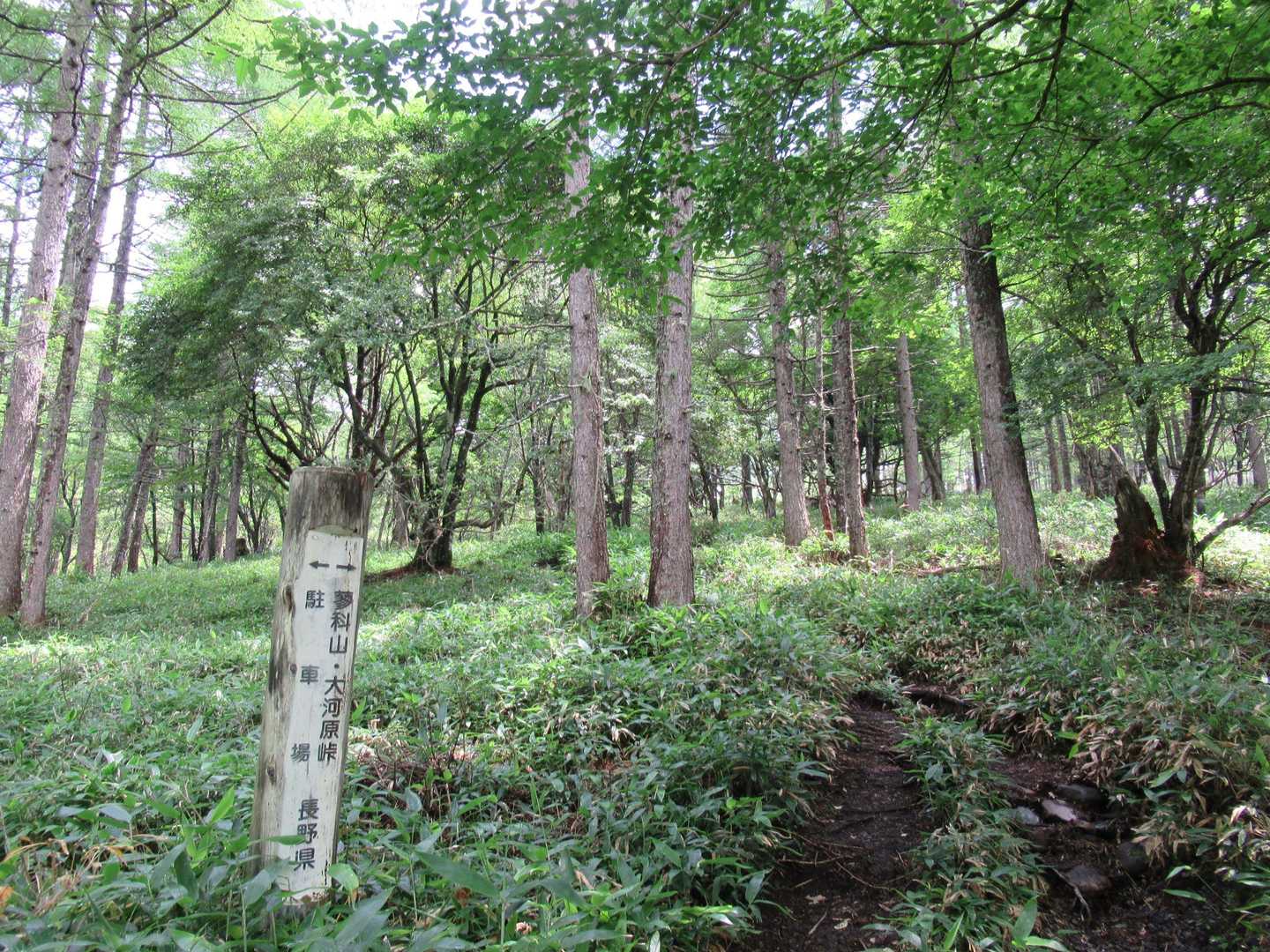 蓼科山登山口BSからスタート、最初は笹の生えた明るい森を登っていく。