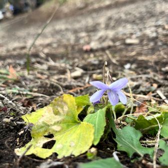 なにスミレかな？

教えて頂きました
冬バージョンなので葉の色花の色とも薄めですが
コスミレと思われます
🙏✨