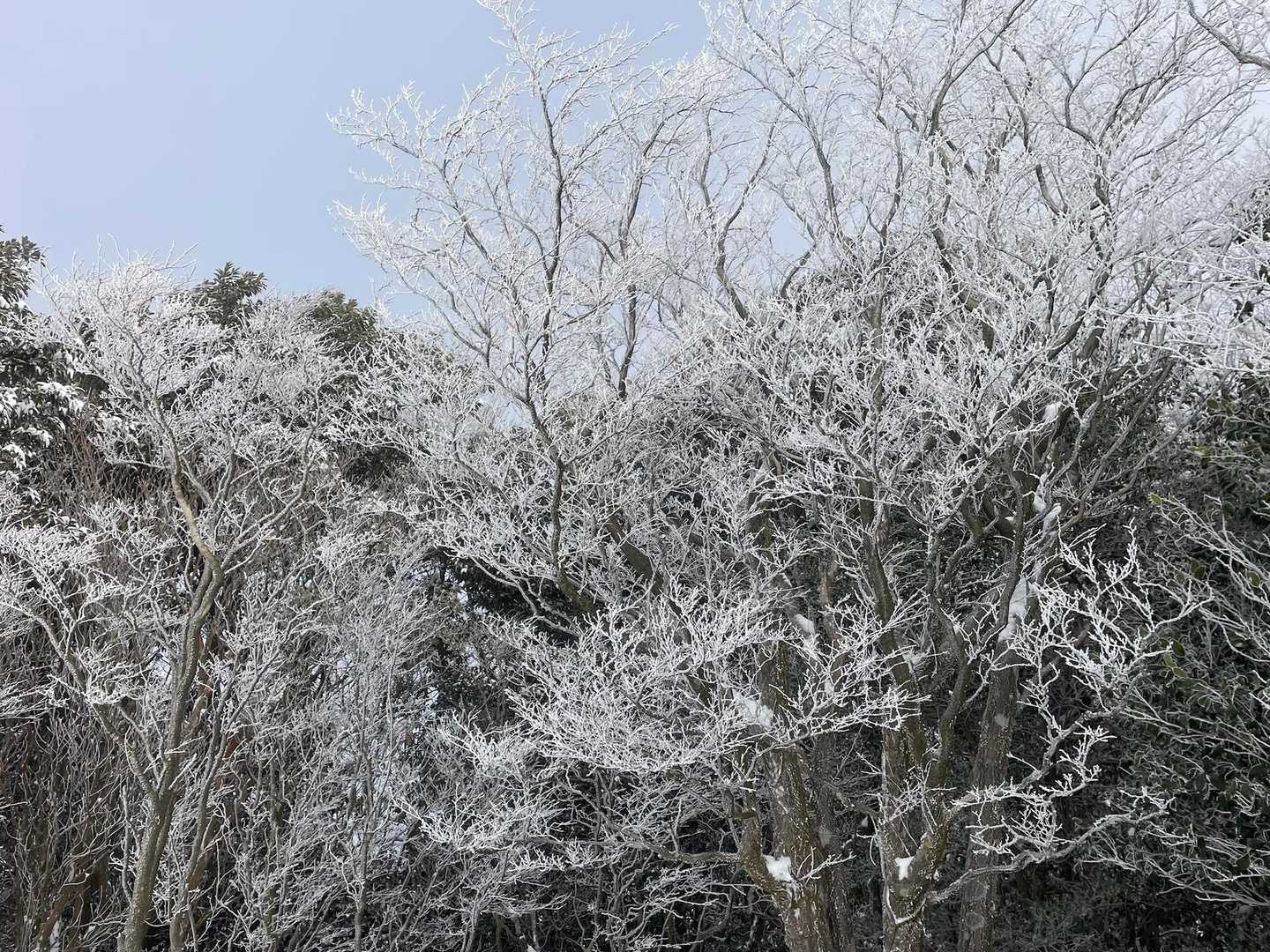 でも、、、霧氷を見ることができました
ほんの少しの青空に輝いて綺麗~✨