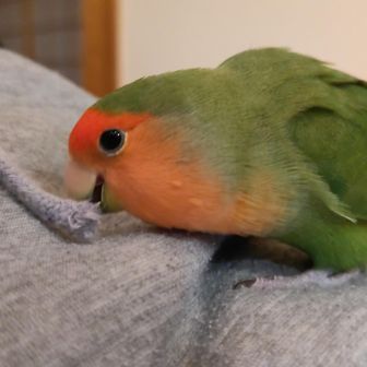 めんめん