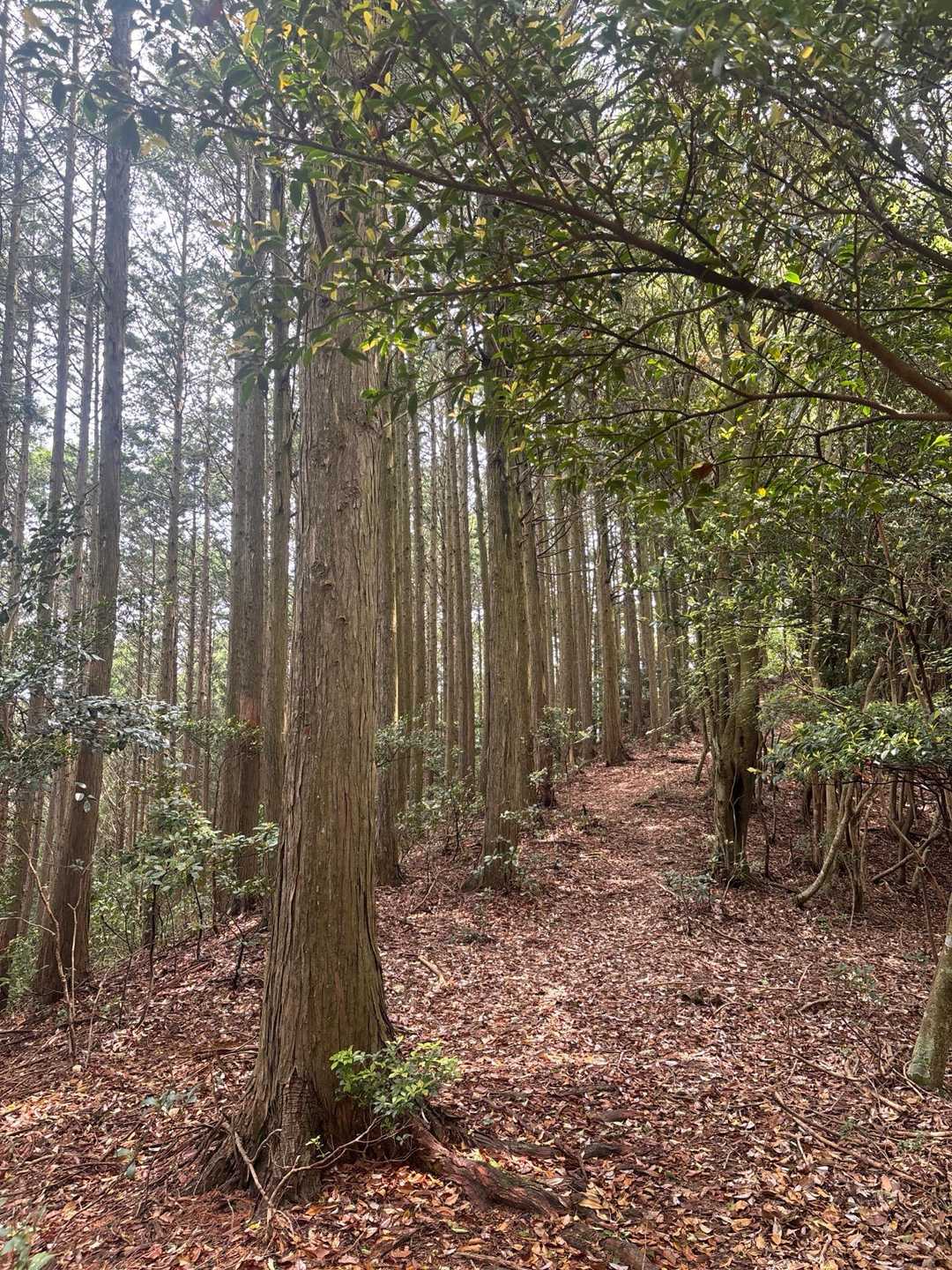 黒田城入口-天狗山-妙見山-白山-前坂コース入口 周回コースの写真