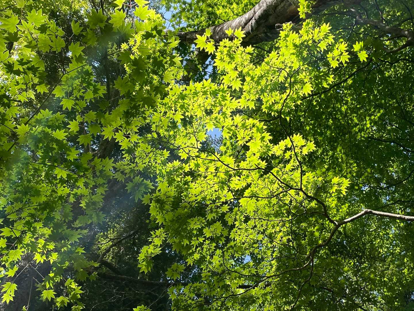 見上げると淡い緑🌱
癒されます