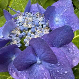 雨の紫陽花☔