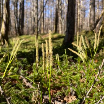 ハイマツ？の幼木かも
また山が豊かになるね🙂