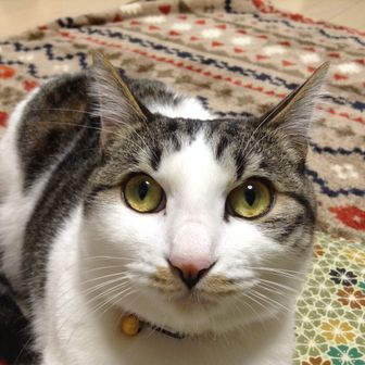 アイアンメイデン