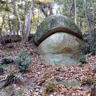 オー立派なカエル🐸じゃー