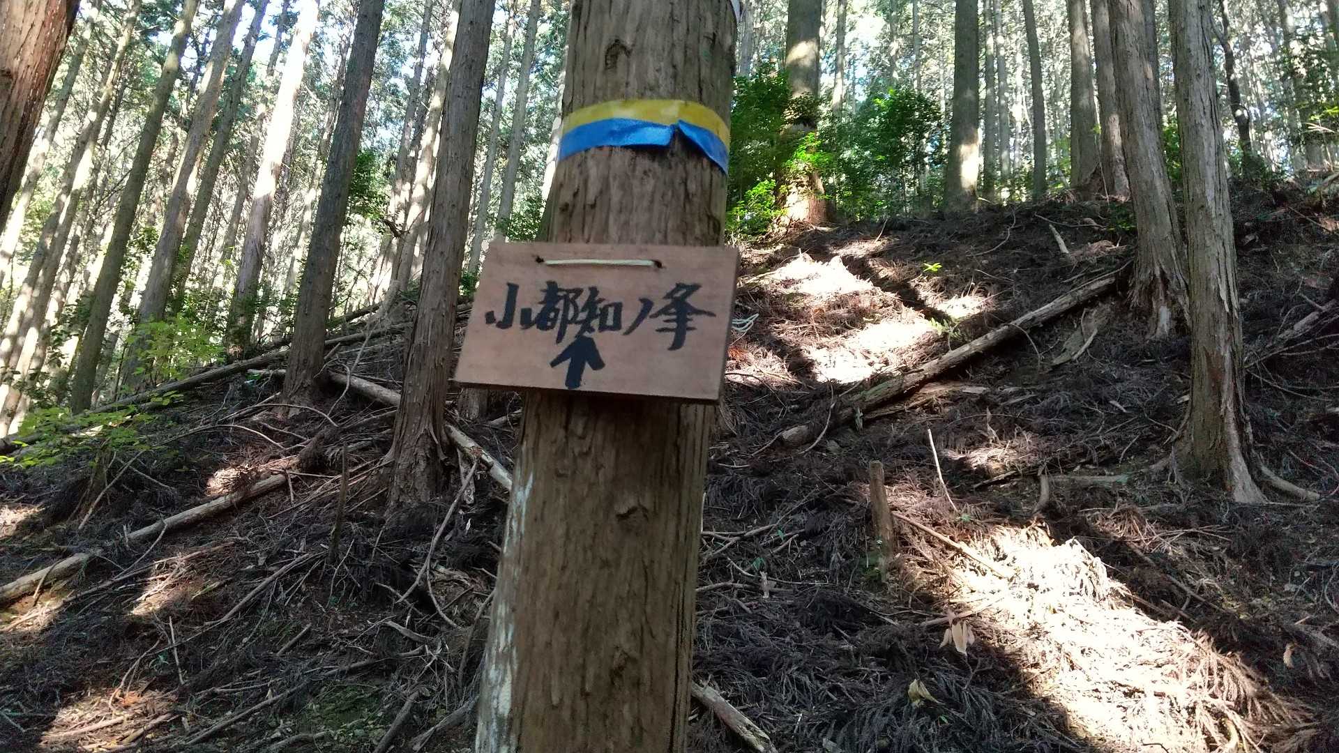 町石道を逸れて小都知ノ峯へ