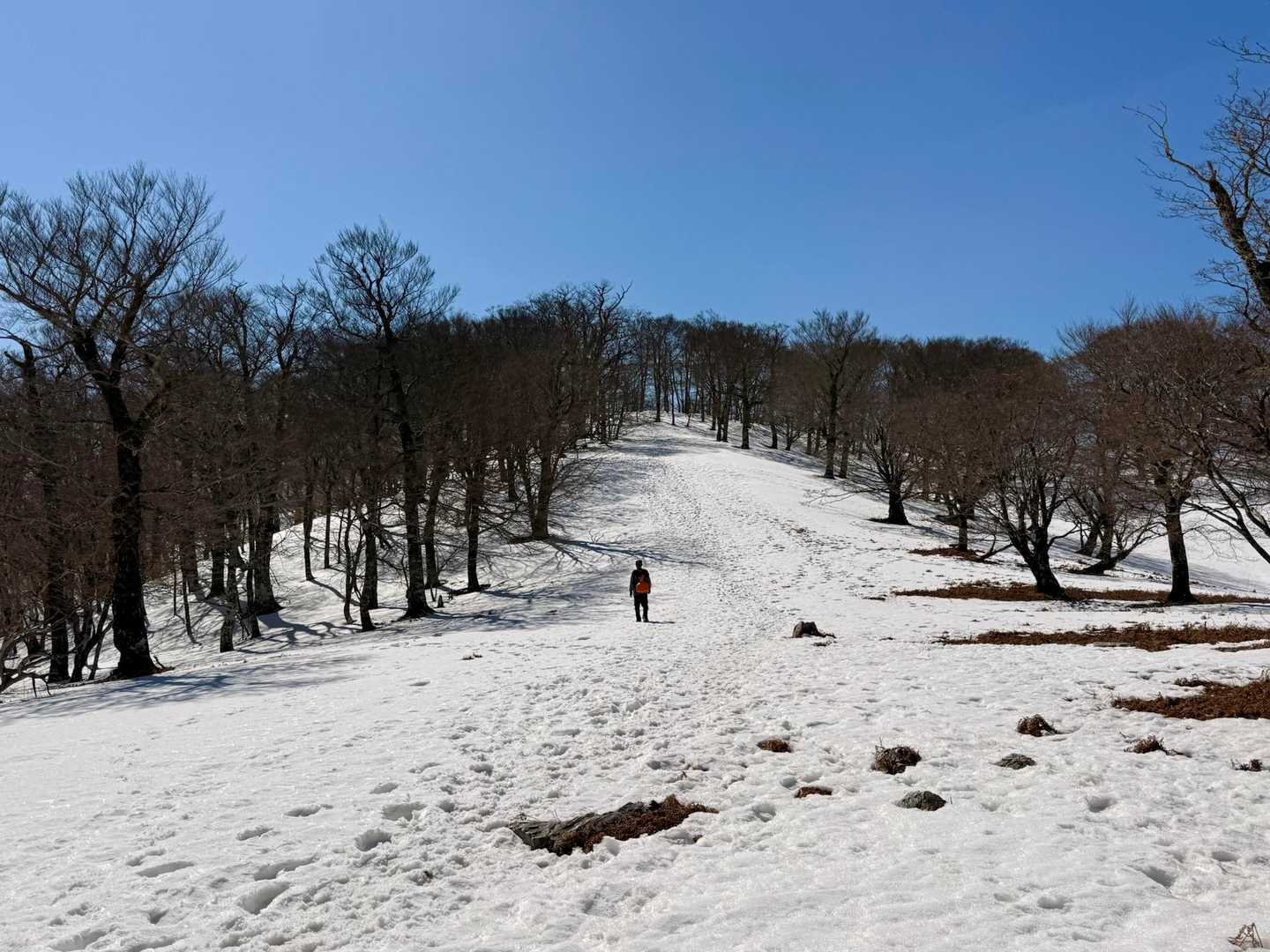 ピカーンと晴れた空の下
山頂までの道がとても美しい