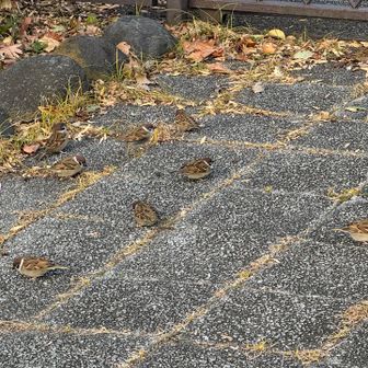 ネズミのようにチョロチョロチョロチョロ。何かついばんで食べてる生き物😳