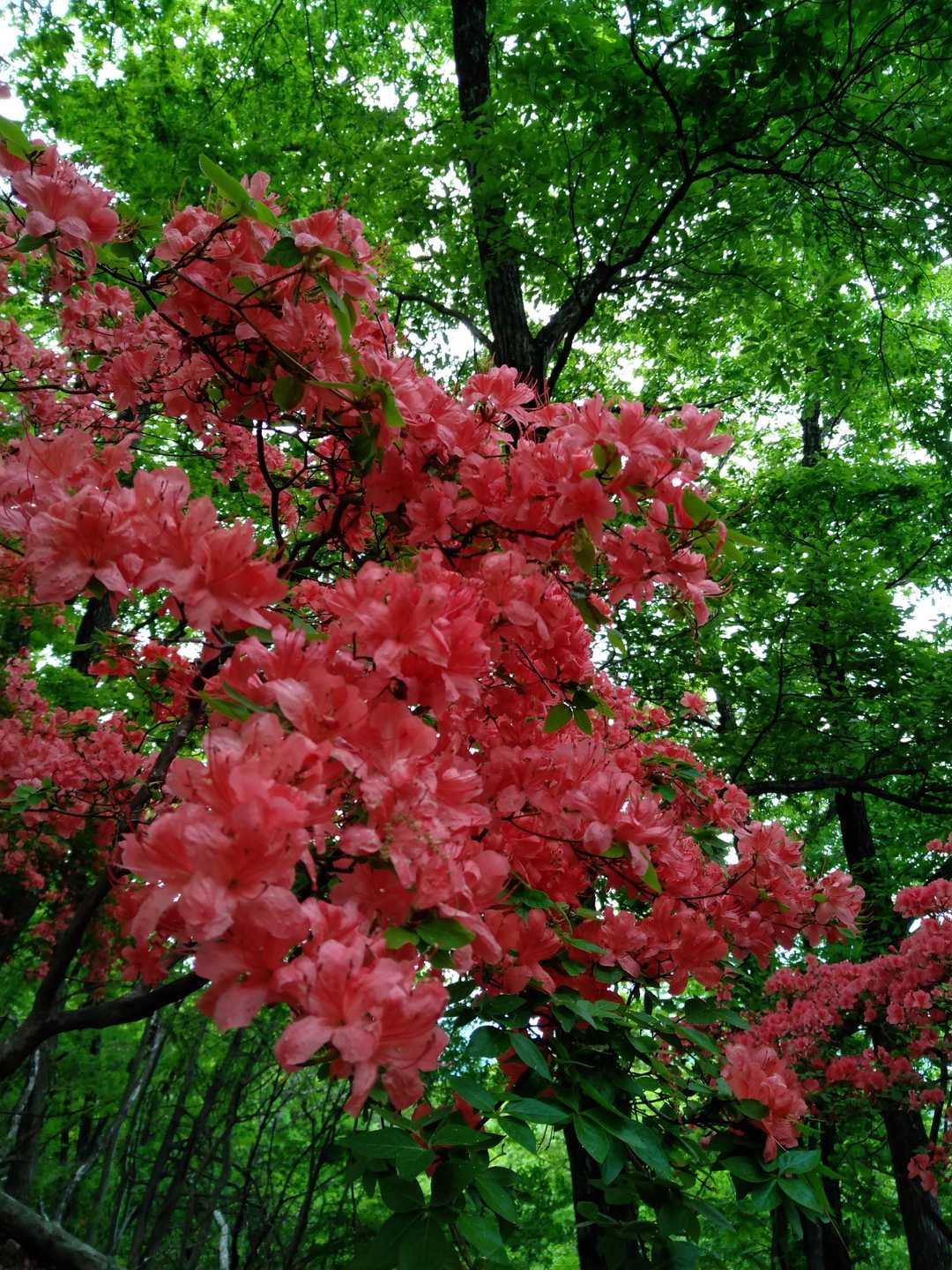 沢山咲いてます。