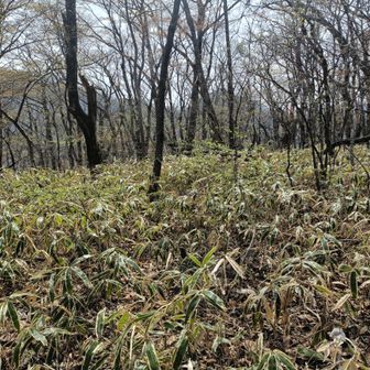 クレピのひともっこ山🏕️
名前に惹かれて付き合ってもらったんですが…
藪漕ぎでした笑
これはこれで楽しい〜