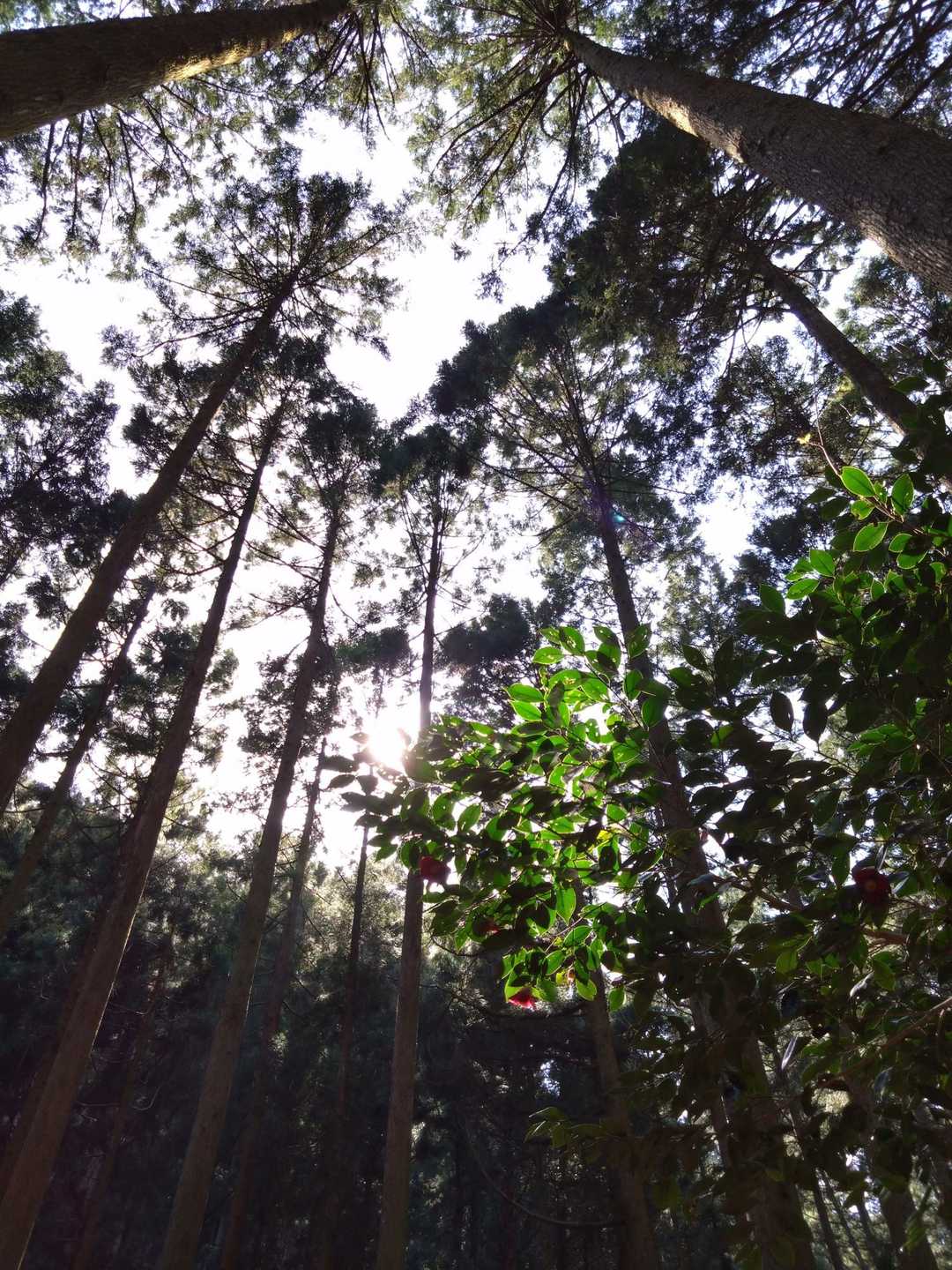 観音岳 周回コースの写真