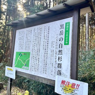 黒岳界隈の自然杉はほんとに素晴らしかった。
後ほど写真でてきます。