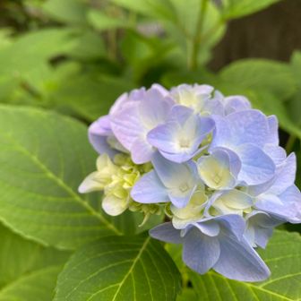 紫陽花の季節になりました🌱